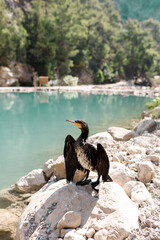 Black cormorant with hooked beak on a rock by a blue lake. Perfect for wildlife,birdwatching,nature and outdoor travel themes.A wild bird in its natural habitat