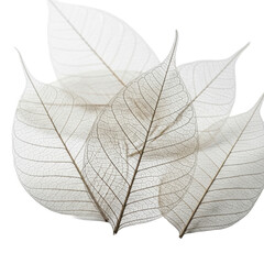 Delicate, translucent white skeleton leaves with intricate vein patterns, dry and curled, layered on a transparent background with soft shadows, macro close-up, concept of nature's ephemeral beauty