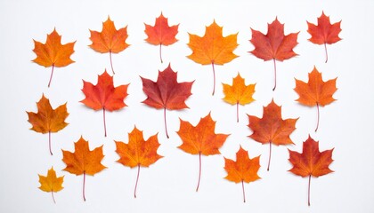 Fototapeta premium An arrangement of colorful maple leaves in varying shades of orange, red, and yellow, scattered on a white background.