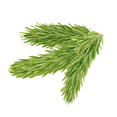 Branch of a pine watercolor illustration isolated on transparent background, Christmas tree branch PNG decoration, close up
