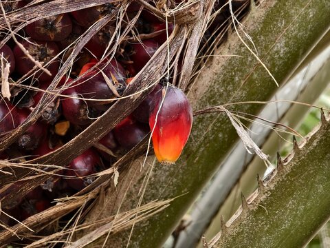 Ripe Palm seeds are separated from the bunch