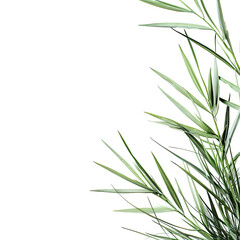 Fototapeta premium Lush green plant fronds with needle-like leaves, against a solid black background