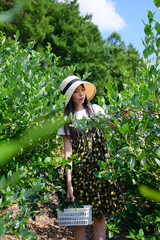 農園でブルーベリー狩りを楽しむ麦わら帽子の女の子