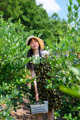 農園でブルーベリー狩りを楽しむ麦わら帽子の女の子