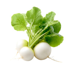 fresh white radish png