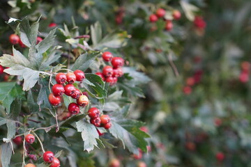Close-up of vibrant red hawthorn berries clustered on lush green foliage. The berries stand out against the dense leaves, showcasing their natural arrangement and vibrant color.