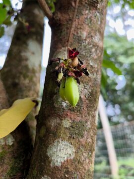 Fresh Bilimbi Fruit on Tree