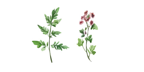 bush of flowers on white background. Bush tree flower of bougainvillea on isolated transparent background	