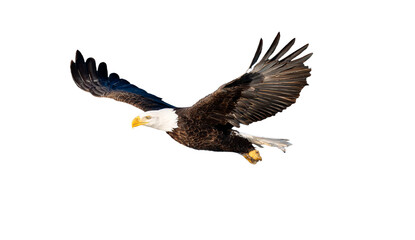 Majestic bald eagle soaring against a stark black background
