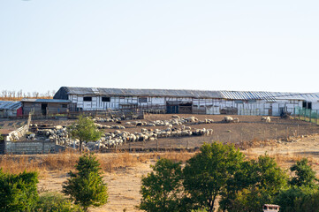 Obraz premium A bustling sheep farm features fenced enclosures and a large barn surrounded by dry terrain and scattered trees.