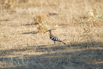 A hoopoe with a graceful crest and striped wings stands amid dry grass, blending beautifully into its natural habitat.