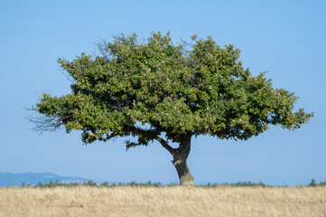 Obraz premium A solitary tree stands resilient in a dry, grassy field beneath a clear blue sky.