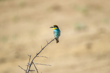 A turquoise-blue bee-eater bird with a yellow throat and brown head perches on a bare branch against a soft beige backdrop.