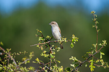 A delicate grey and white red-backed shrike bird with dark head markings perches on a leafy branch, framed by a softly blurred natural background.