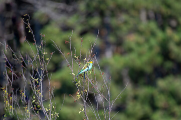 A vividly colored European Bee-eater perches on a branch, sharply contrasted against a soft, blurred background.