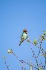 A vividly colored European Bee-eater perches on a branch with sparse leaves, set against a brilliant blue sky.