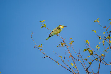 A striking bee-eater bird  with green, yellow, and reddish-brown plumage perches on a leafy branch beneath a clear blue sky.