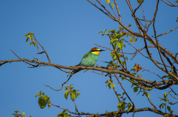 A vividly colored European Bee-eater perches on a branch with sparse leaves, set against a brilliant blue sky.
