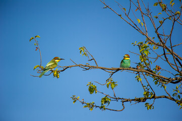 Two European bee-eaters with dazzling plumage perch on leafy branches beneath a bright blue sky.