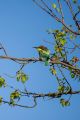 A striking bee-eater bird  with green, yellow, and reddish-brown plumage perches on a leafy branch beneath a clear blue sky.