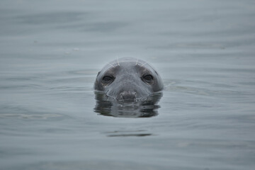 Obraz premium grey seal staring intensely from water