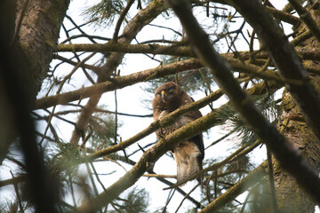buzzard staring frombetween the branches