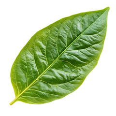 Obraz premium Vibrant Green Plantain Leaf Close-Up Showcase