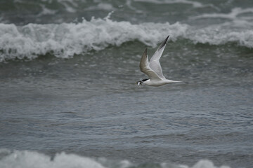 tern bird flying over waves with a fish in its beak
