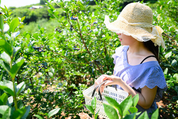 農園でブルーベリー狩りを楽しむ麦わら帽子の女の子