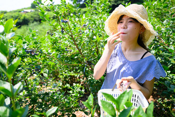 農園でブルーベリー狩りを楽しむ麦わら帽子の女の子