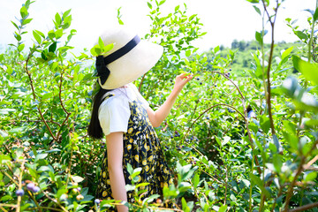 農園でブルーベリー狩りを楽しむ麦わら帽子の女の子