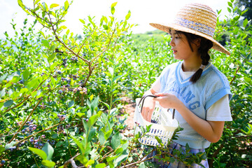 農園でブルーベリー狩りを楽しむ麦わら帽子の女の子