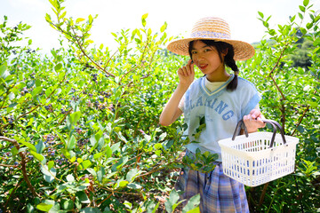 農園でブルーベリー狩りを楽しむ麦わら帽子の女の子