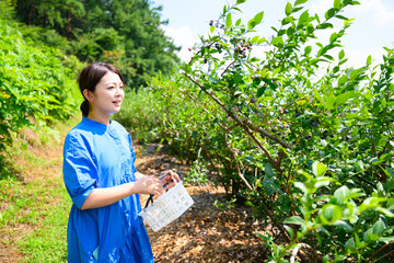 農園でブルーベリーを摘み取るミドル女性