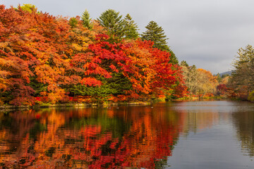 Fototapeta premium 日本の風景・秋 長野県軽井沢町 紅葉の雲場池