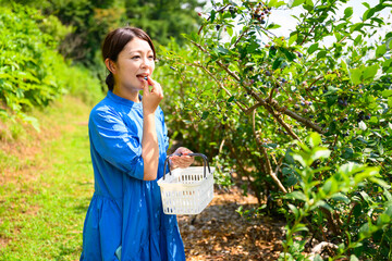 農園でブルーベリーを摘み取るミドル女性