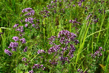 Wild Thyme Blossoms in a Grassy Meadow