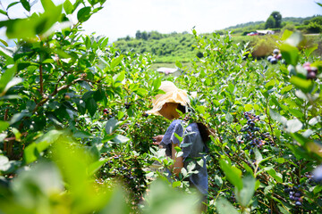 農園でブルーベリー狩りを楽しむ麦わら帽子の女の子