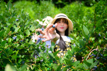 農園でブルーベリー狩りを楽しむ麦わら帽子の女の子