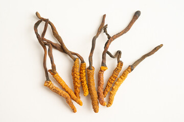 Cordyceps sinensis or Ophiocordyceps sinensis isolated on white background, mushroom herb treatment medicine.
