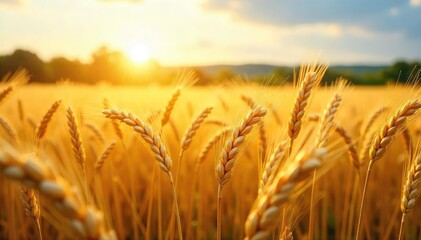 Naklejka premium Golden wheat field swaying gently in the summer breeze, sunlit stalks extending to the horizon A picturesque scene of agricultural abundance and natural beauty , summer, nature