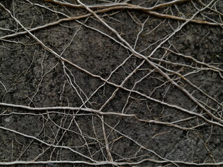 close up photo of plant root