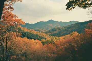Fototapeta premium Autumn trees line landscape mountain outdoors.