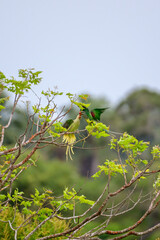 Moment of bird 