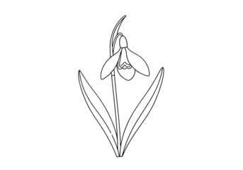 Snowdrop flower outline drawing illustration isolated PNG with Transparent Background