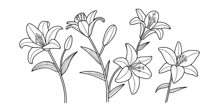 Black and white line drawing of lily flowers and buds floral botanical