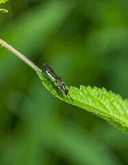 Fototapeta premium Close-up of insect on leaf