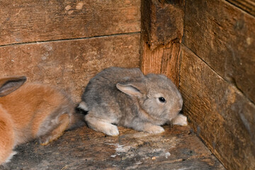 A slightly frightened gray rabbit sits in the corner. In the distance, a ginger rabbit is barely visible moving away