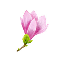 Fototapeta premium Pink magnolia flower on a brown branch with tiny green leaves. Delicate watercolor illustration in botanical style. Hand drawn realistic flower for floral design and print.