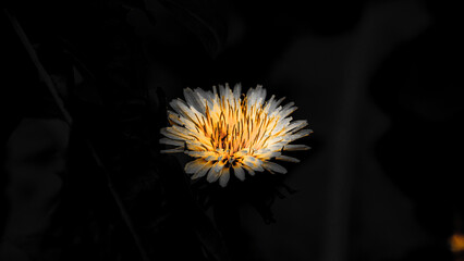 Dente de Le&atilde;o